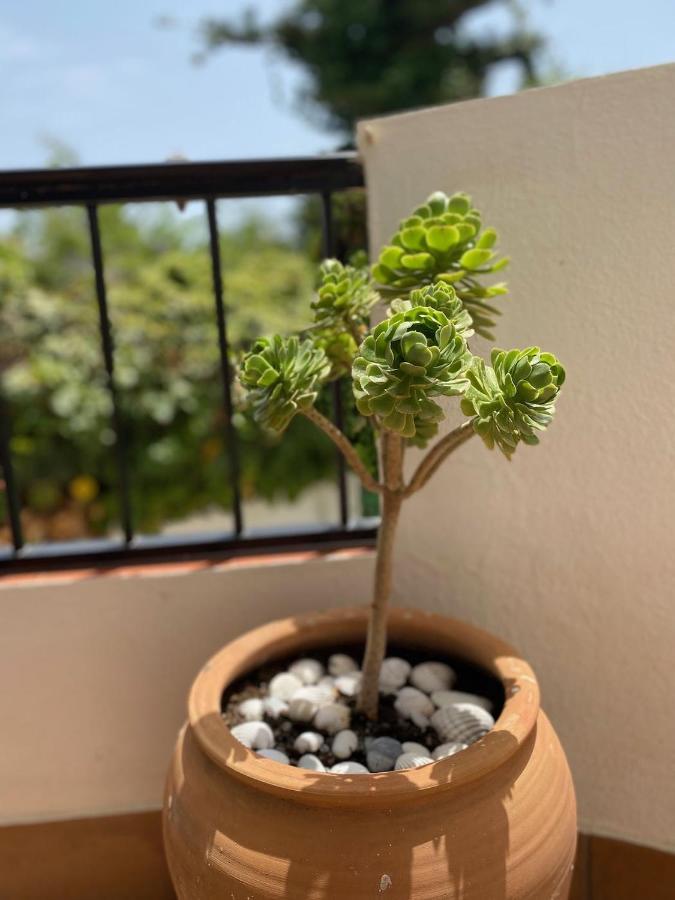 Las Palmeras 3, نيرخا المظهر الخارجي الصورة